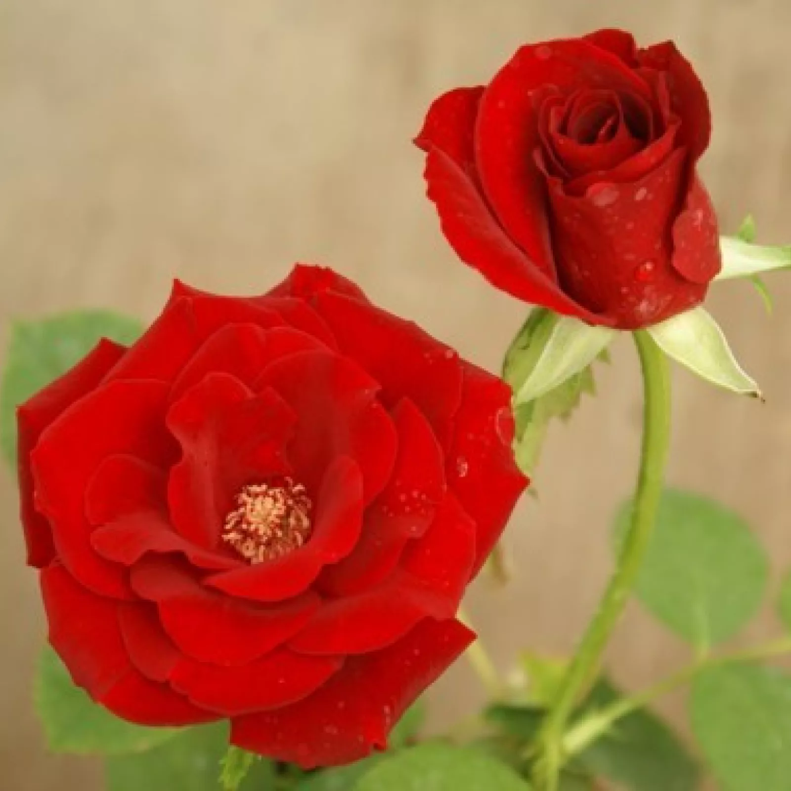 St mary Ys rose was propagated to celebrate the school Ys 120th birthday it is sold through the pa to raise funds for the school