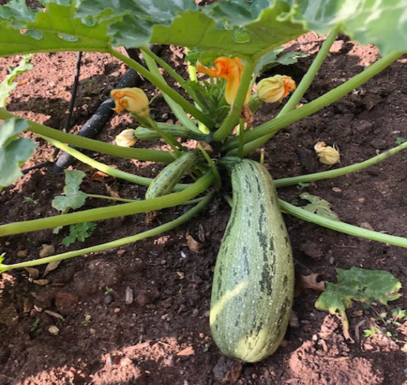 Environ club 3 8 April