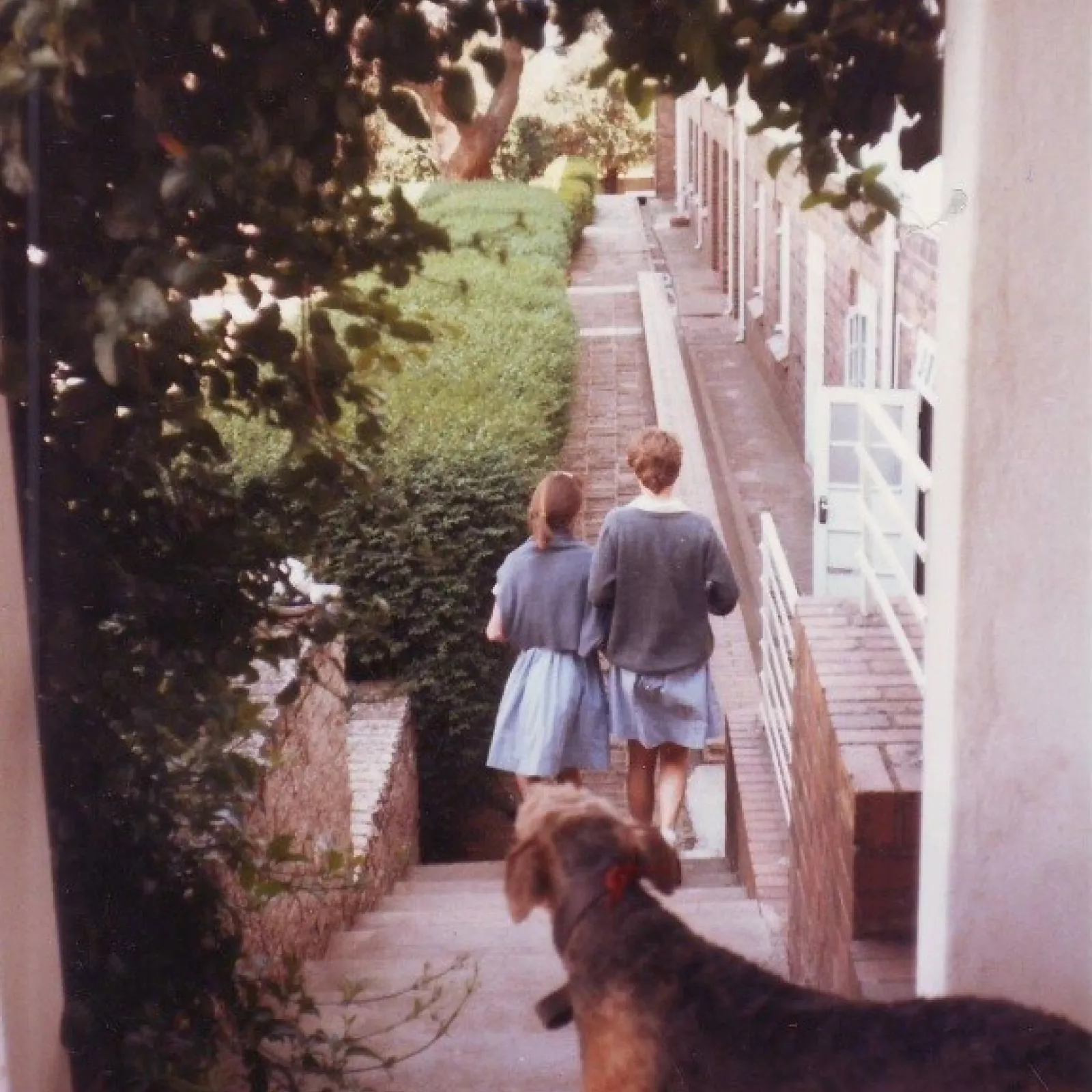 Kerry wiggill the airdale is an honorary pupil at the school in the 1980s