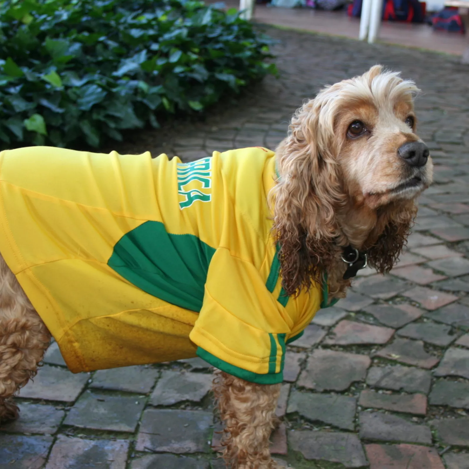 Pippa a st marys dog and avid soccer supporter