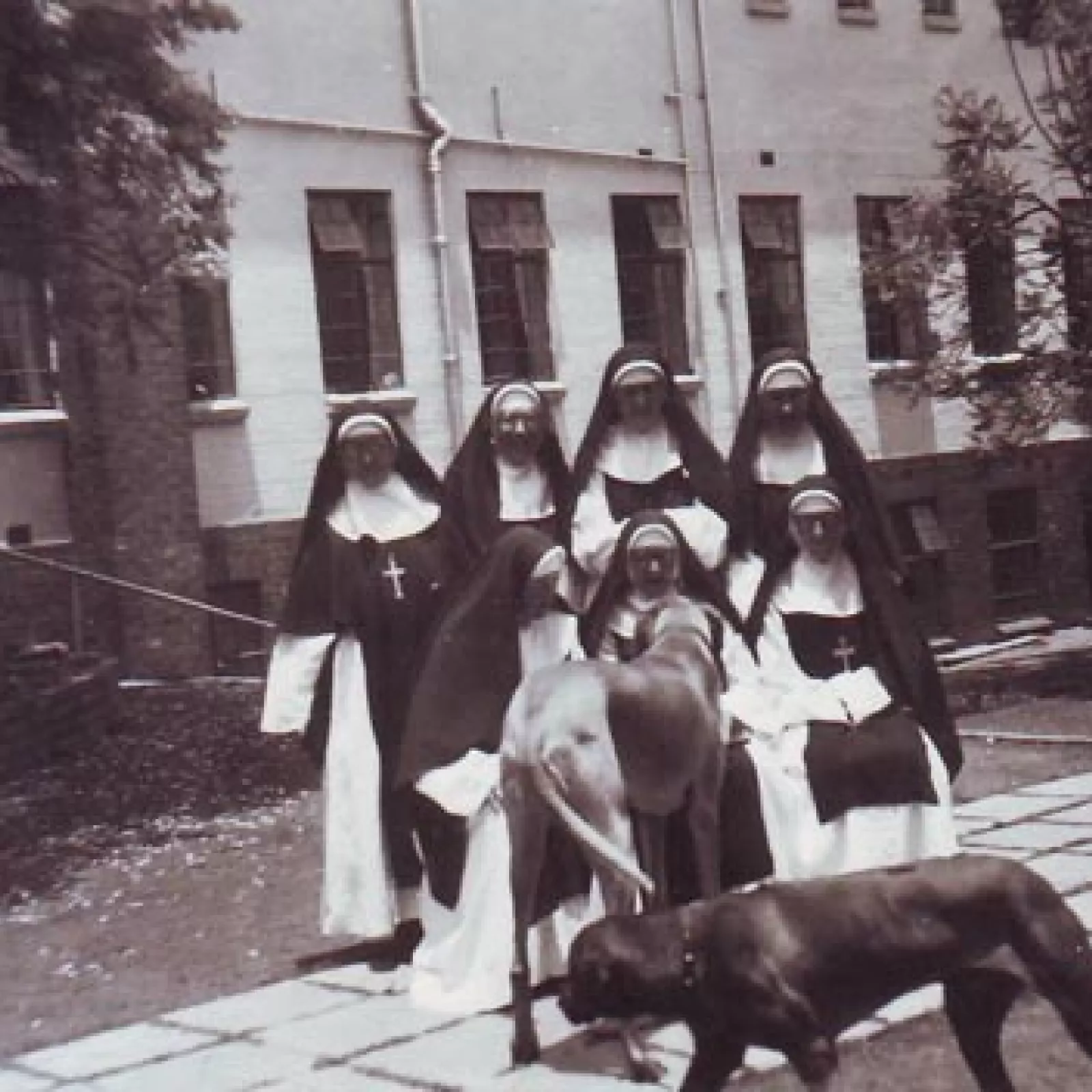 Dogs on school property