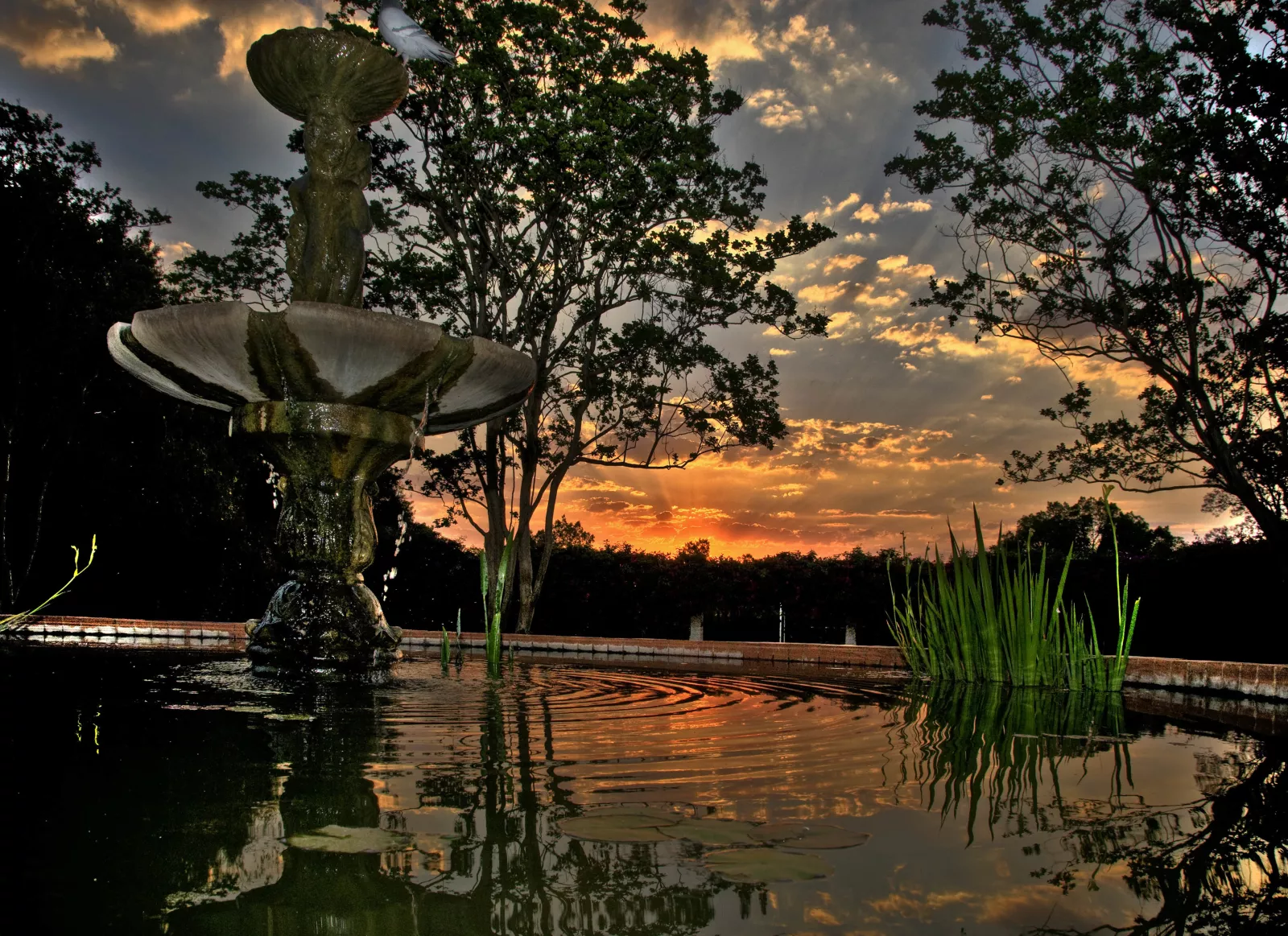 Fish pond at sunset