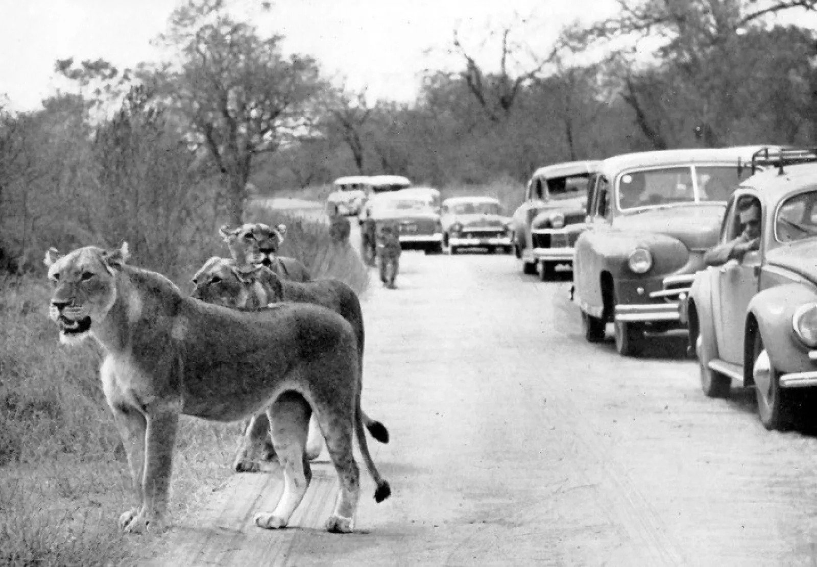 Lions in the kruger park in the 1950s