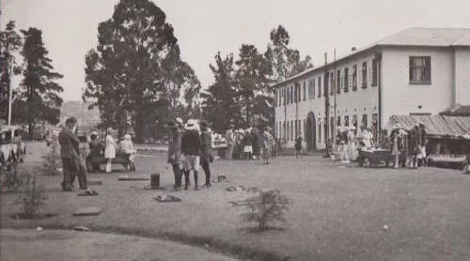 New trees replace those chopped down