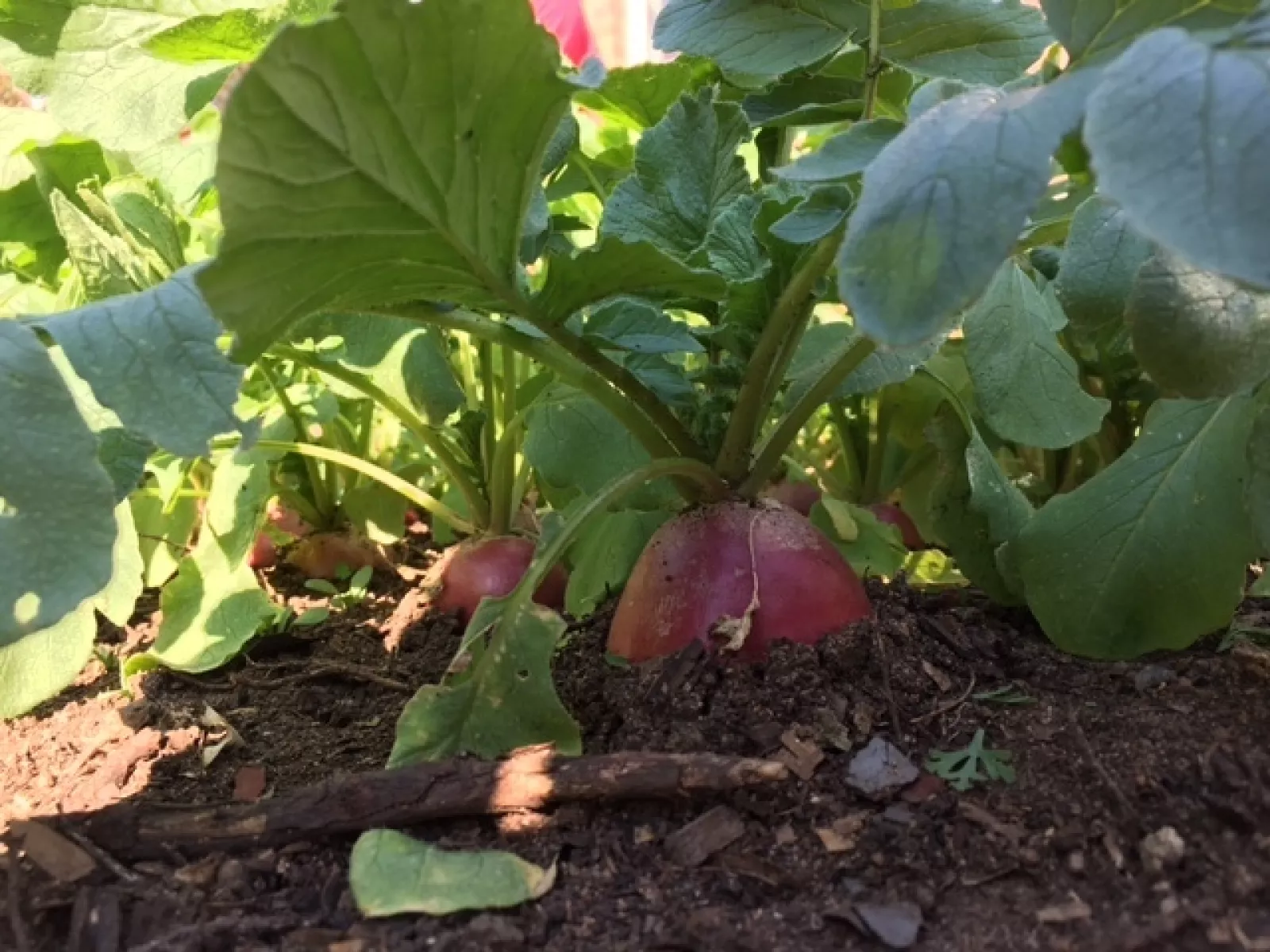 Vegetable garden May 2019