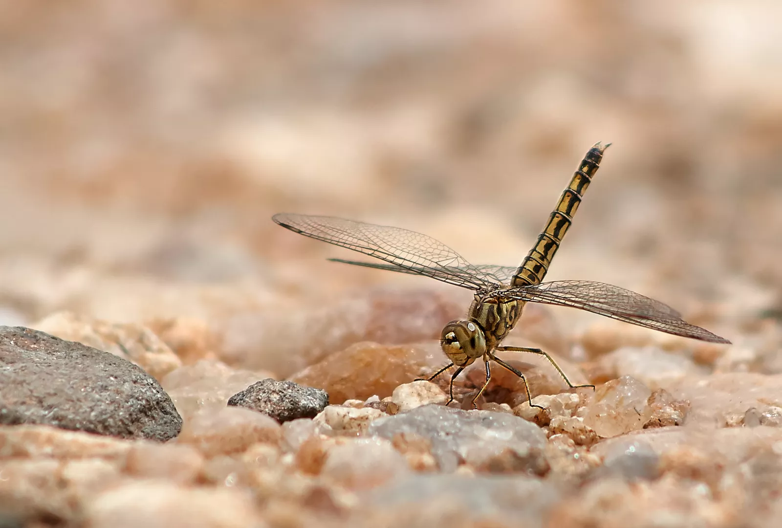 Bronwyn Craddock Inquisitive Dragonfly