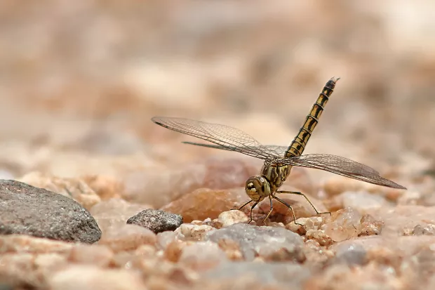 Bronwyn Craddock Inquisitive Dragonfly