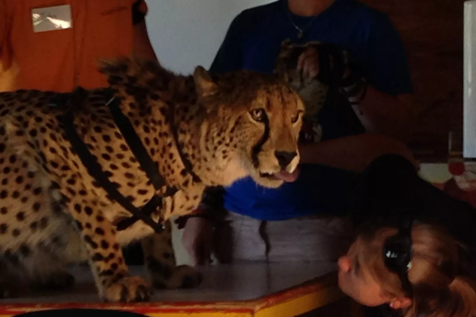 Meeting a cheetah