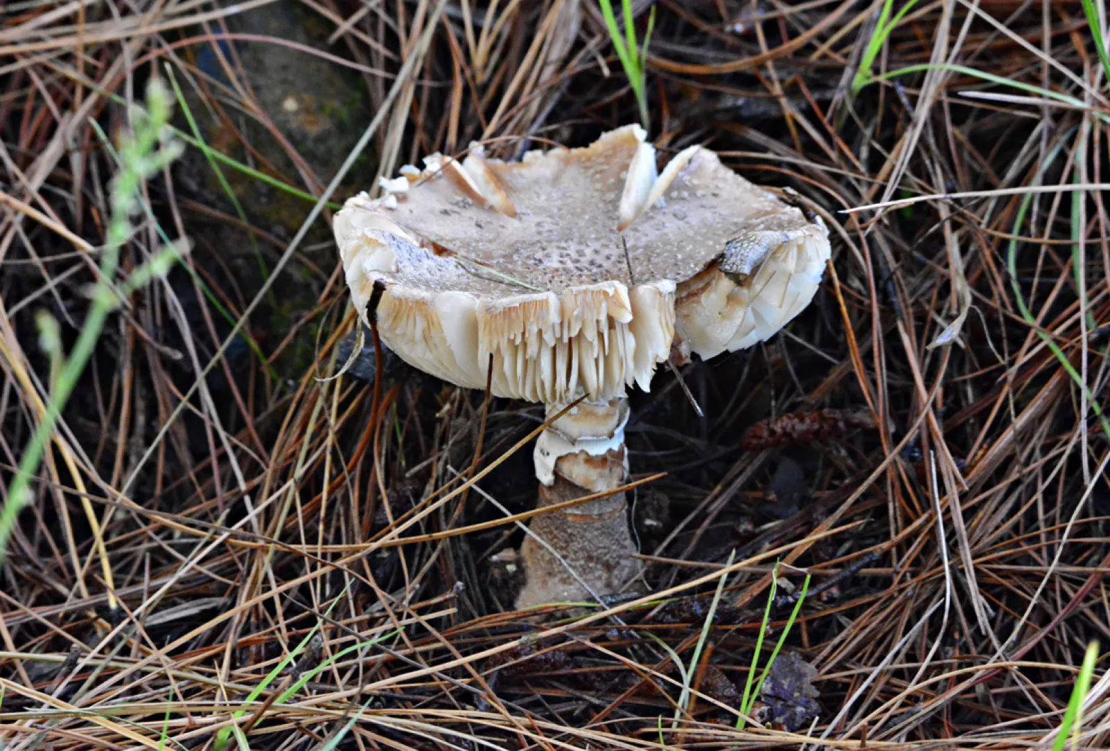 Congratulations to Quix who entered the teachers category with Edible Fungus