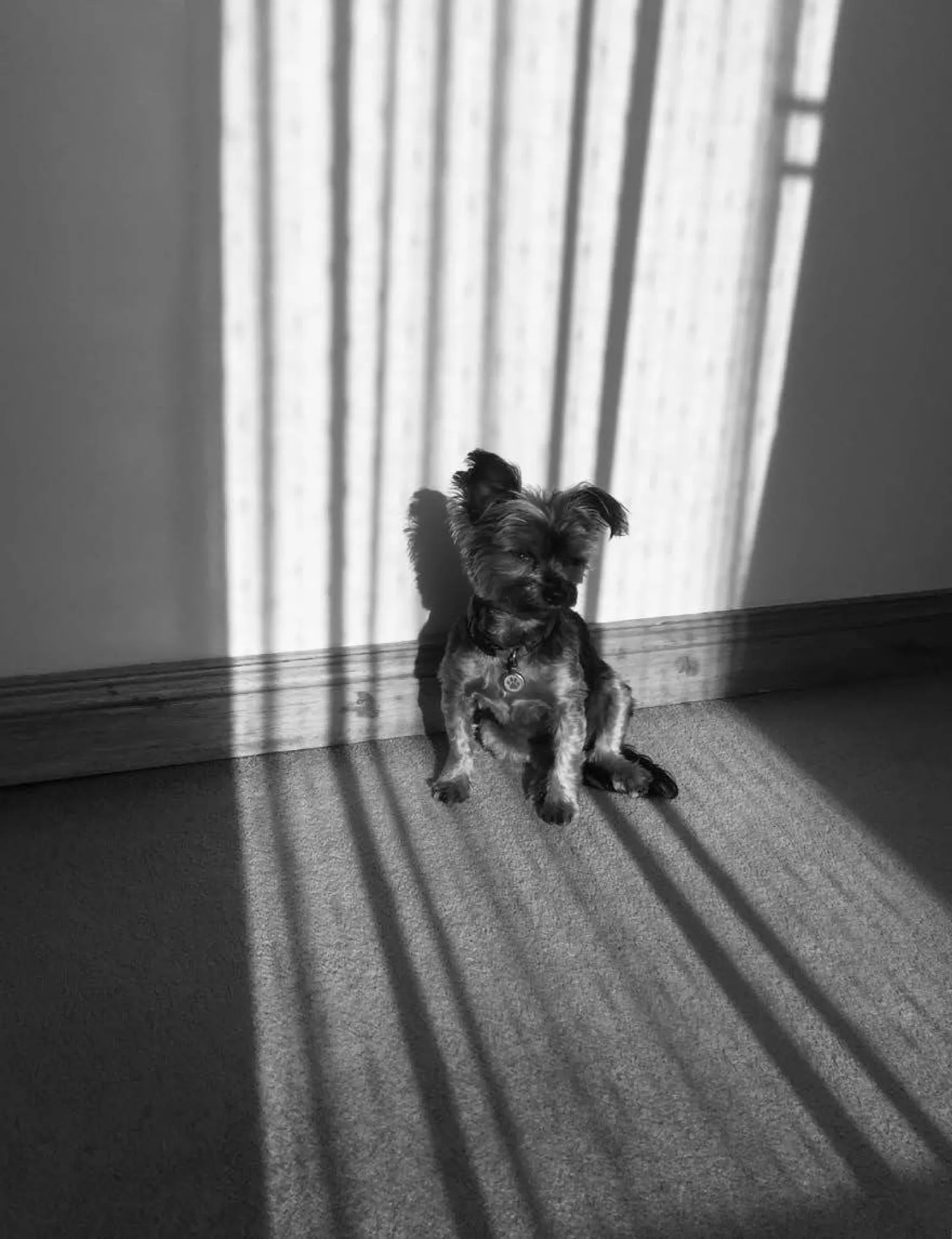 Life in Black and White Morning Sun Melissa Welch