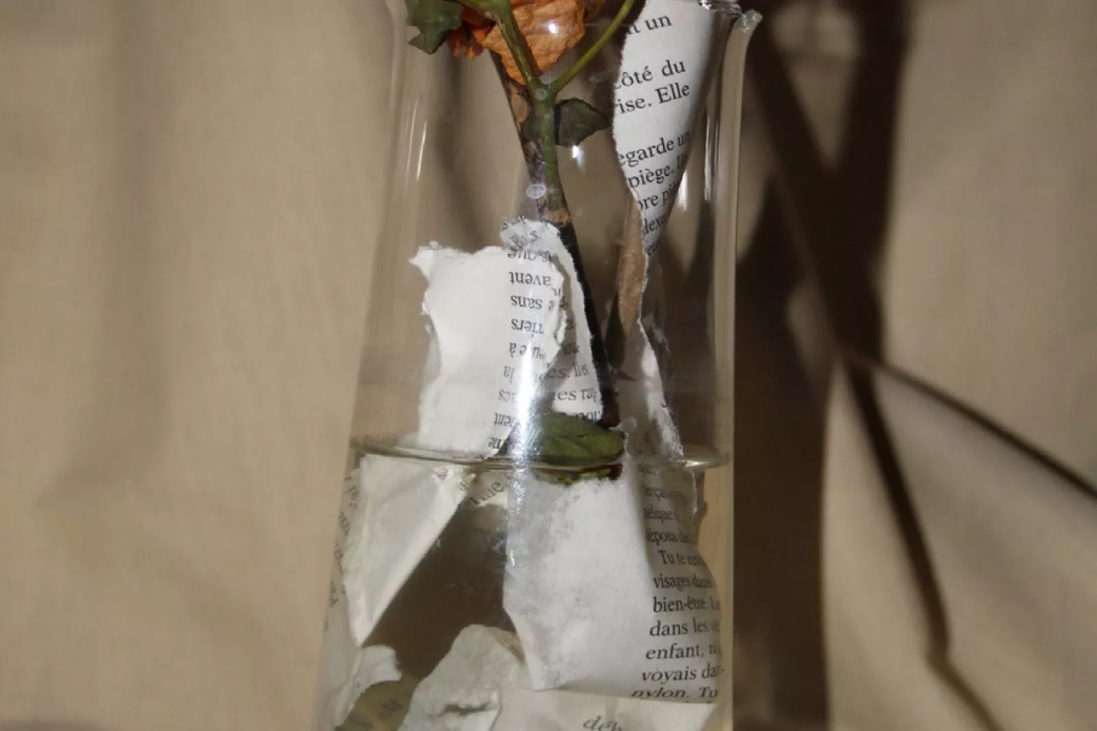 Still Life Our Roots Zoé Cheenne